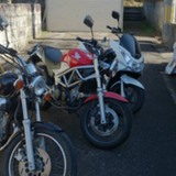 team くまげら