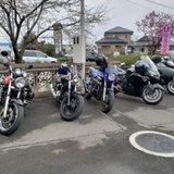 sakura club (サクラクラブ)